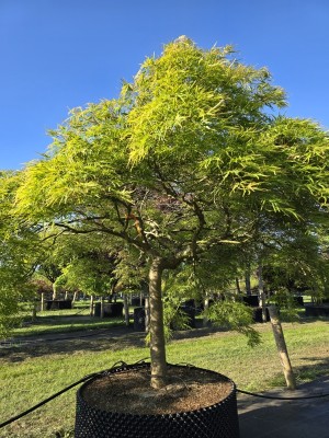 Afbeelding Japanse esdoorn - Acer palmatum 'Dissectum'