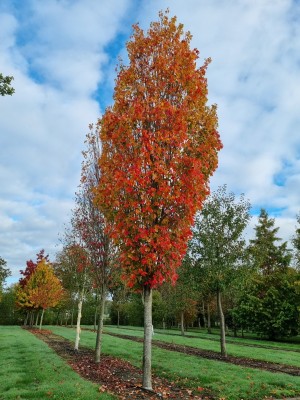 Afbeelding Rode Esdoorn - Acer rubrum 'Scanlon'