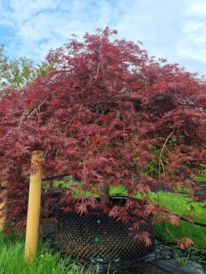 Afbeelding Japanse esdoorn 'Garnet' - Acer palmatum 'Garnet'