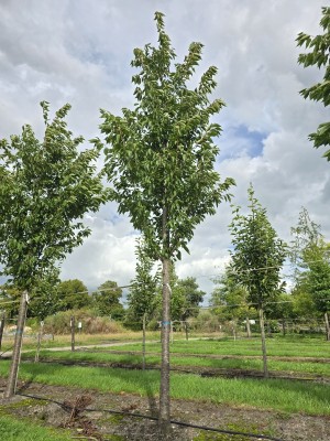 Afbeelding Japanische Zierkirsche - Prunus 'Sunset Boulevard'