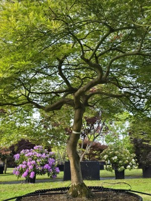 Afbeelding Japanse esdoorn - Acer palmatum 'Dissectum'