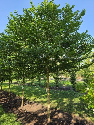 Afbeelding Storaxboom - Styrax japonicus