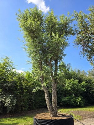 Afbeelding Karaktervolle kurkeik - Quercus Suber