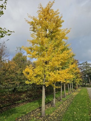 Afbeelding Tempelboom of Eendenpootboom - Ginkgo biloba