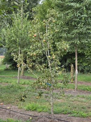 Afbeelding Birne 'Beurré Hardy' als Busch - Pyrus c. 'Beurré Hardy'