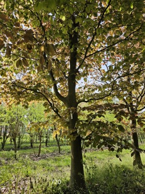 Afbeelding Klimboom rode beuk - Fagus sylvatica 'Atropunicea'