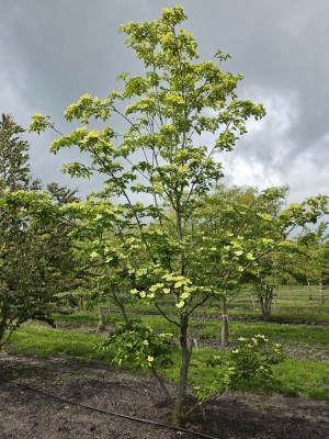 Afbeelding Japanse grootbloemige kornoelje - Cornus kousa 'Venus'