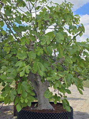 Afbeelding Vijg - Ficus carica 'Brown Turkey'