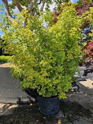 Afbeelding Dwerg veldesdoorn als bolvorm - Acer campestre 'Nanum'