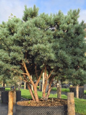 Afbeelding Dwerg Den - Pinus sylvestris 'Watereri'