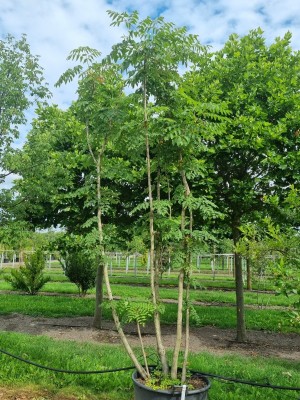 Afbeelding Duivelswandelstok - Aralia elata