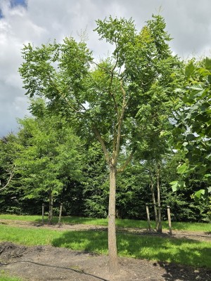 Afbeelding Chinese Vernisboom - Koelreuteria paniculata