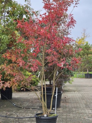 Afbeelding Indischer Flieder 'Natchez' - Lagerstroemia 'Natchez'
