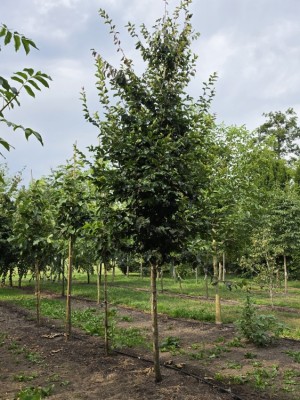 Afbeelding Perzisch IJzerhout - Parrotia persica 'Vanessa'