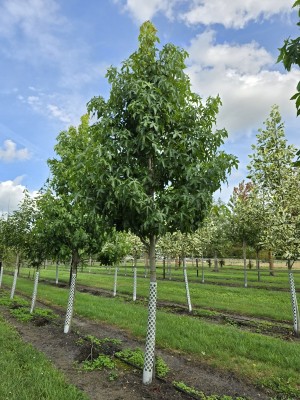 Afbeelding Amberbaum - Liquidambar styraciflua 'Palo Alto'