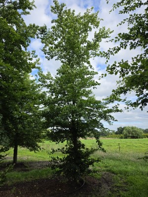Afbeelding Groene beuk - Fagus sylvatica