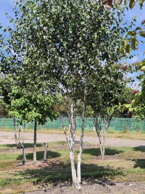 Afbeelding Himalaya-Birke - Betula utilis 'Doorenbos'