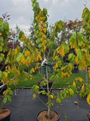 Afbeelding PawPaw-Baum - Asimina Triloba