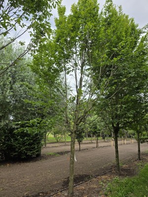 Afbeelding Zuilvormige haagbeuken op stam - Carpinus betulus 'Frans Fontaine'   (Fastigiata)