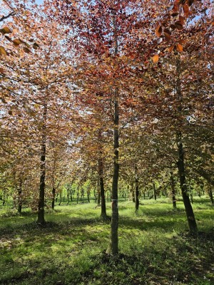 Afbeelding Rode beuk - Fagus sylvatica 'Atropunicea'