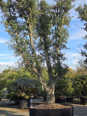 Afbeelding Kurkeik - Quercus Suber