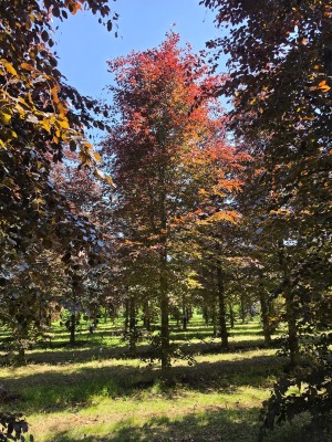 Afbeelding Rode beuk - Fagus sylvatica 'Atropunicea'