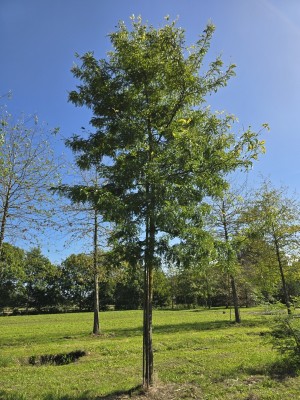 Afbeelding Lederhülsenbaum - Gleditsia triacanthos ‘Sunburst'