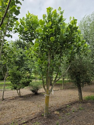 Afbeelding Geelbont bladige Tulpenboom - Liriodendron tulipifera 'Aureomarginatum'