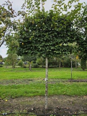 Afbeelding Hainbuche mit voller Spalierkrone - Carpinus betulus