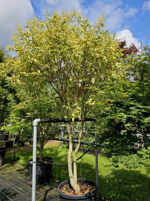 Afbeelding Chinese bonte liguster - Ligustrum lucidum 'Excelsum Superbum'