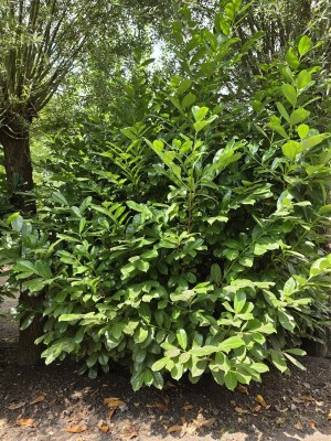 Afbeelding laurierstruik - Prunus laur. Rotundifolia