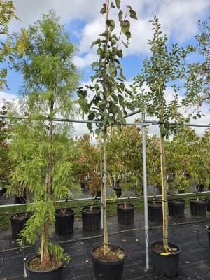 Afbeelding Vaantjesboom - Davidia involucrata