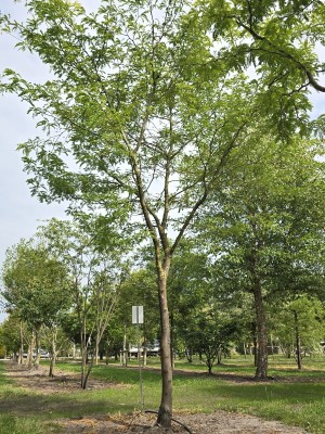 Afbeelding Falsche Christusdorn - Gleditsia triachantos 'Sunburst'