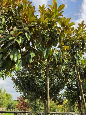 Afbeelding Grootbloemige groenblijvende Magnolia - Magnolia grandiflora 'Goliath'