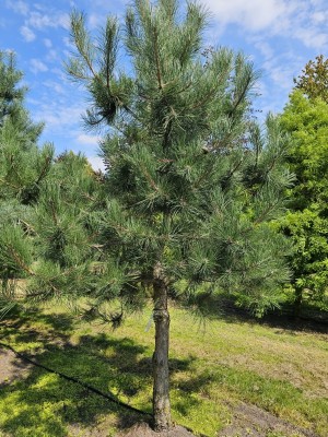 Afbeelding Oostenrijkse den - Pinus nigra 'Nigra'