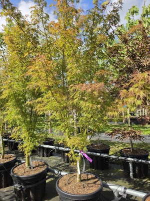Afbeelding Japanse esdoorn 'Seiryu' - Acer palmatum 'Seiryu'