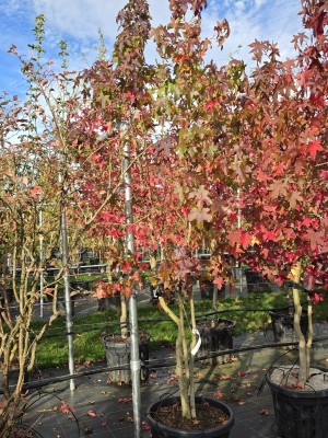Afbeelding Amberboom - Liquidambar styraciflua