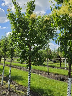 Afbeelding Chinese Sering - Syringa pekinensis 'China Snow'