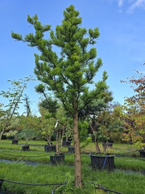 Afbeelding Zwergform Sumpfzypresse - Taxodium distichum 'Peve Minaret'