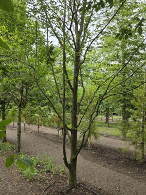 Afbeelding Speelboom,  klimboom, vogelboom, - Carpinus betulus