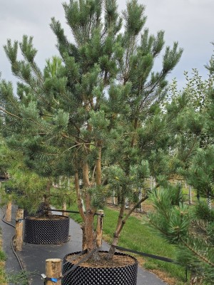 Afbeelding Waldkiefer - Pinus sylvestris