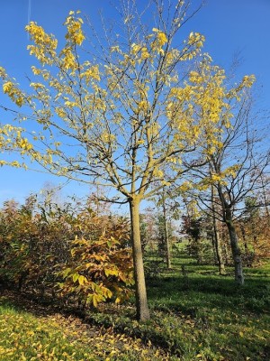 Afbeelding Weiße Maulbeere - Morus alba 'Macrophylla'