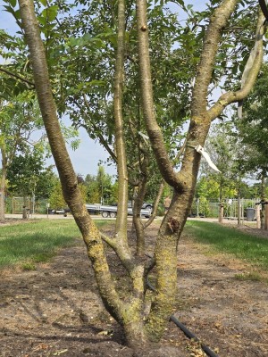 Afbeelding Winterbloeiende sierkers - Prunus x Subhirtella 'Autumnalis Rosea'