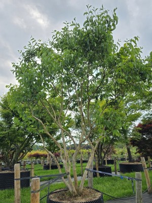 Afbeelding Zevenzonenboom - Heptacodium miconioides