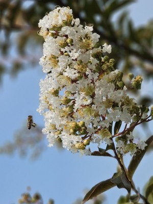 Afbeelding Indische sering 'Natchez' - Lagerstroemia 'Natchez'