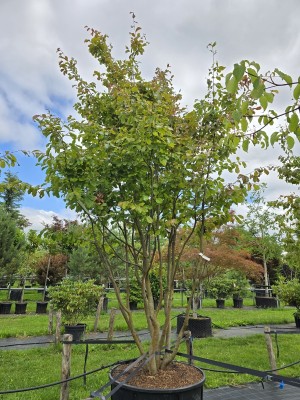 Afbeelding Perzisch IJzerhout - Parrotia persica
