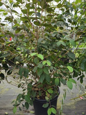 Afbeelding Japanse sneeuwbal - Viburnum plicatum 'Popcorn'