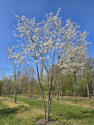 Afbeelding Felsenbirne - Amelanchier lamarckii