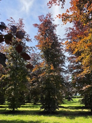 Afbeelding Rode beuk - Fagus sylvatica 'Atropunicea'