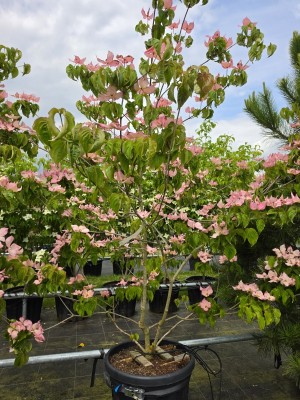 Afbeelding Japanse grootbloemige roze kornoelje - Cornus 'Rosy Teacups'